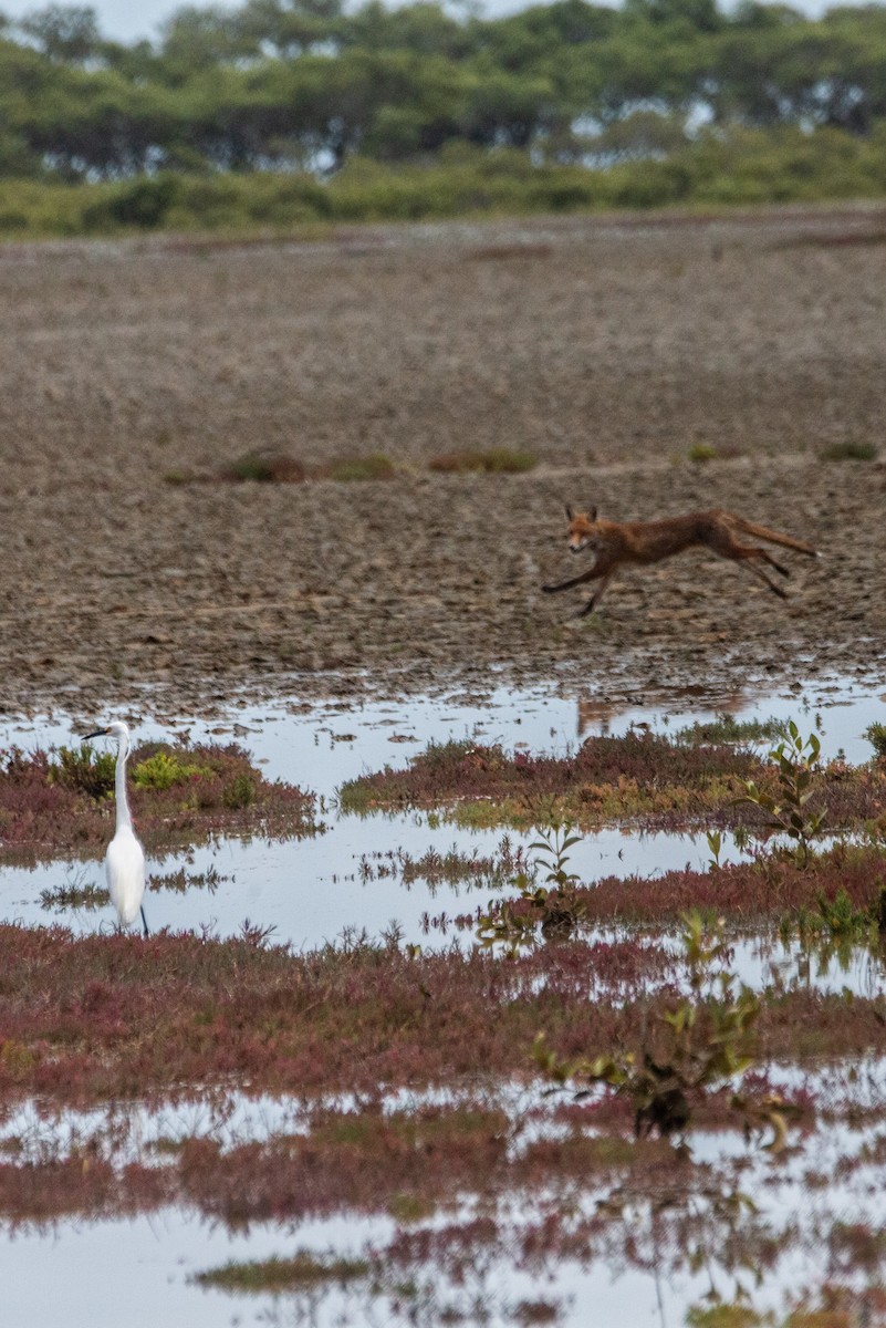 Малая белая цапля - ML645696508