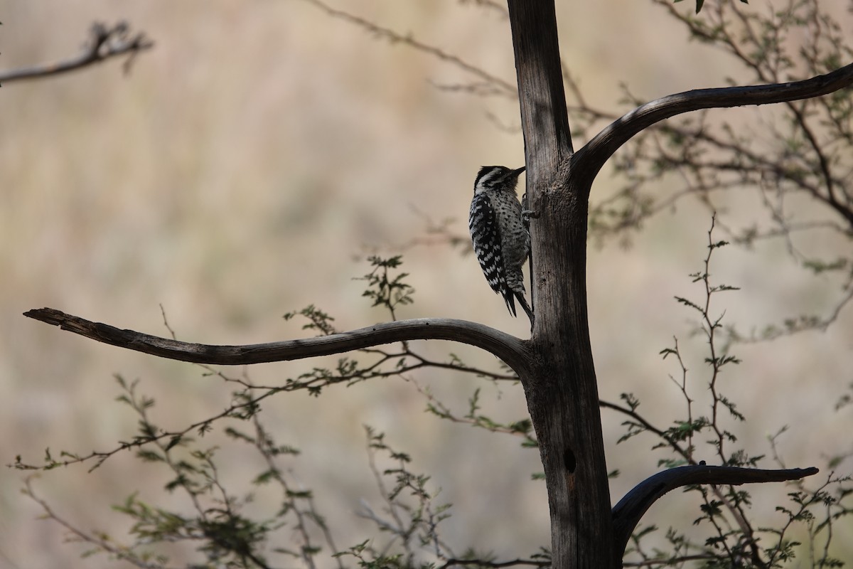 Арлекиновый дятел - ML645696509