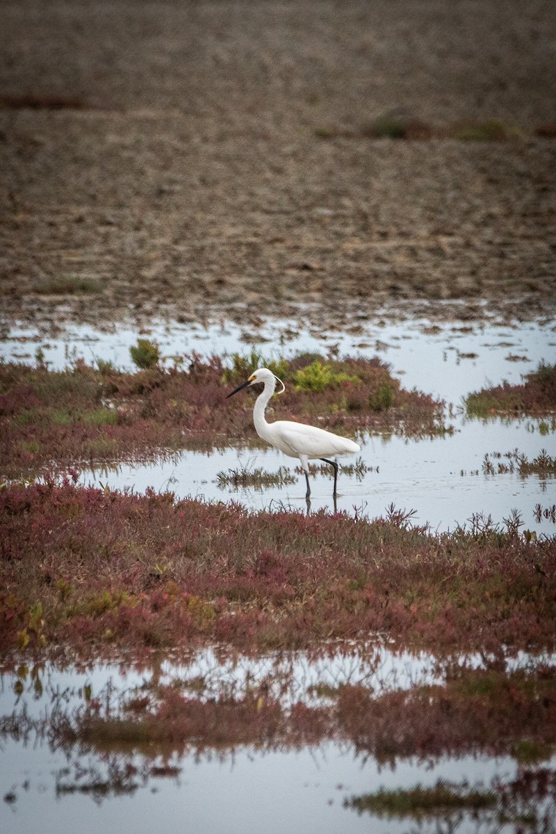 Aigrette garzette - ML645696518