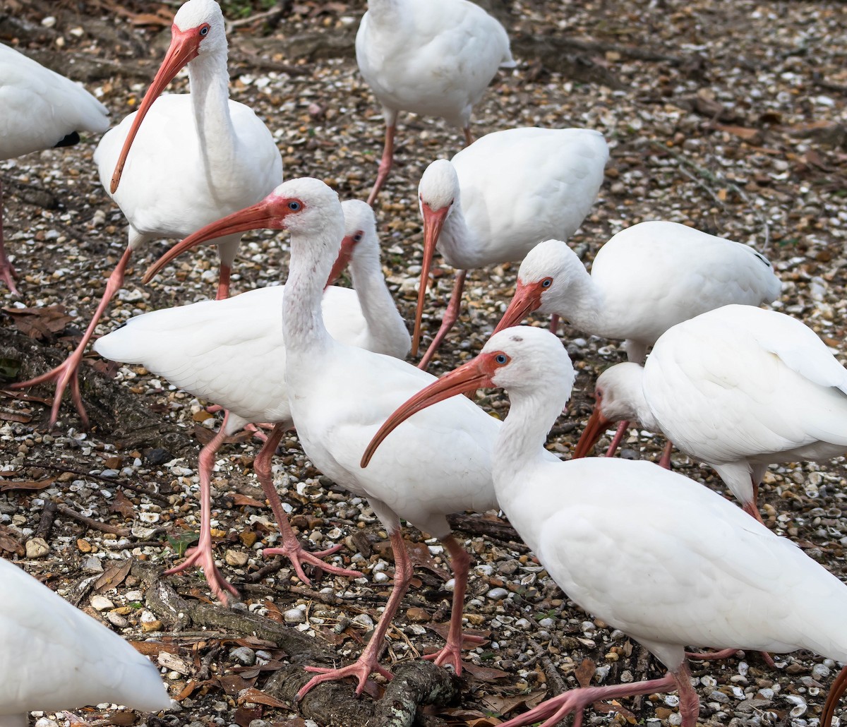 White Ibis - ML645696519