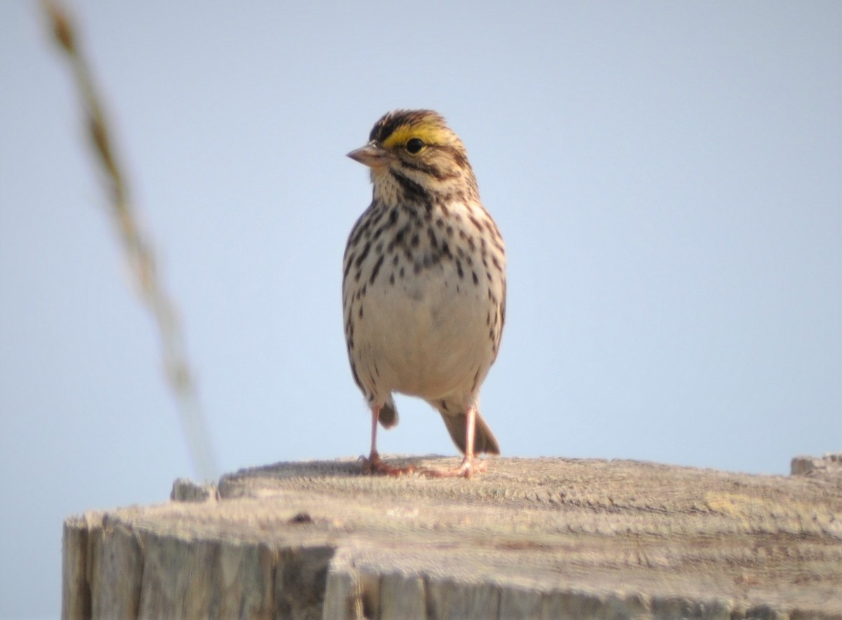 Savannah Sparrow - ML645696520