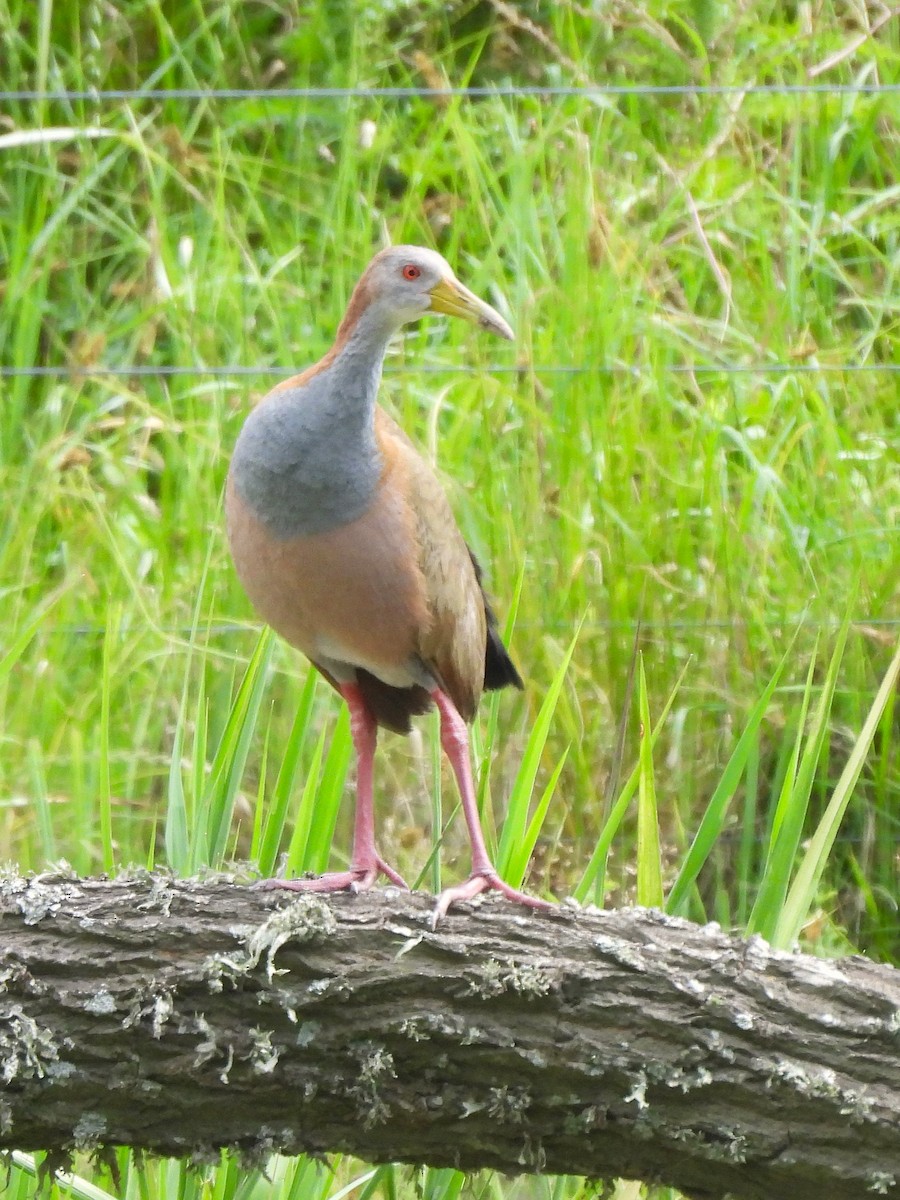 Giant Wood-Rail - ML645696528
