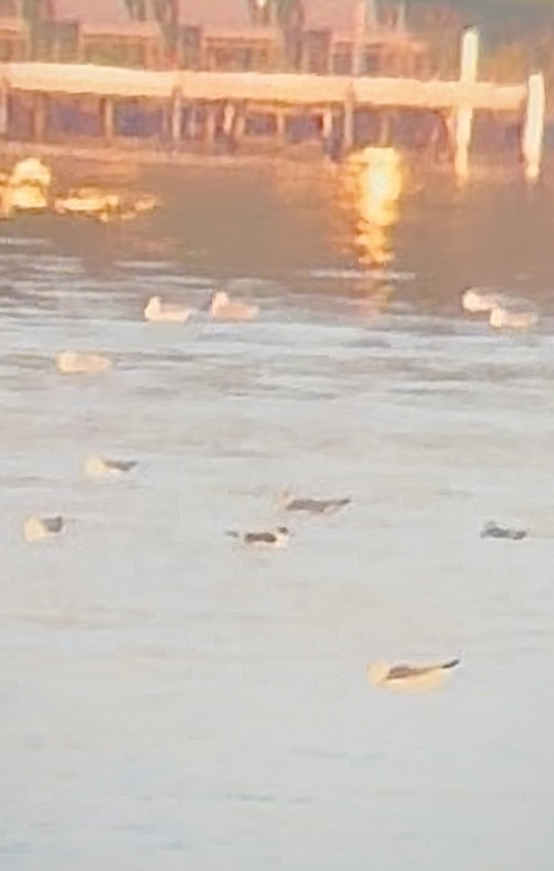 Franklin's Gull - ML645696529