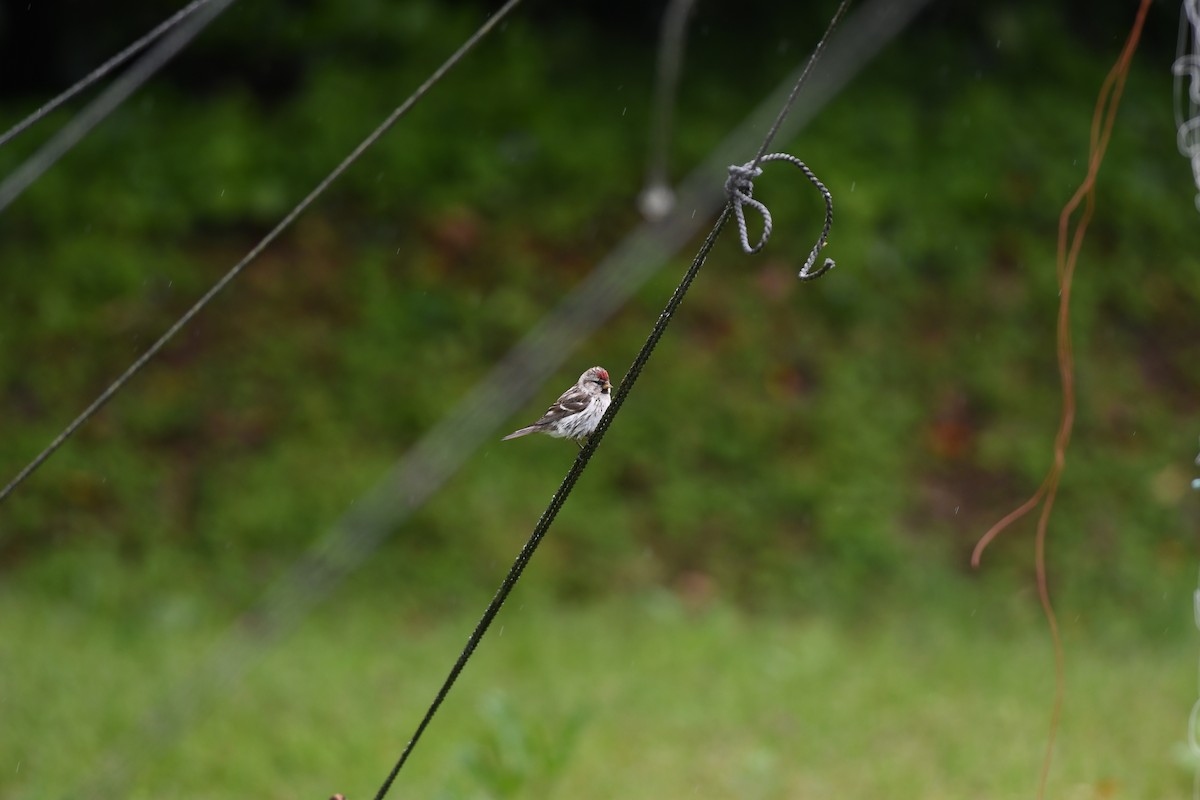 普通朱頂雀 - ML645696539