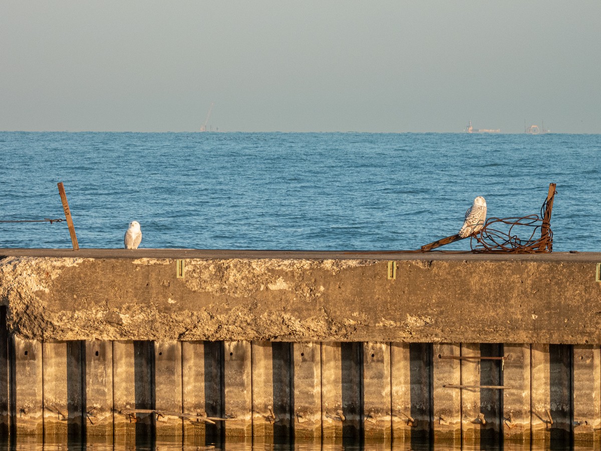 Snowy Owl - ML645696550
