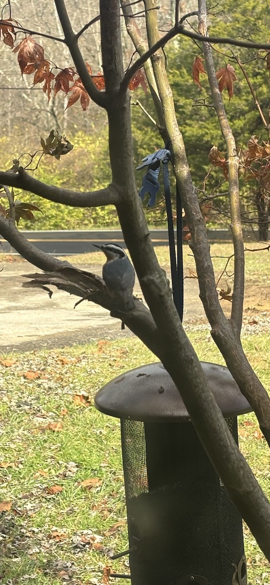 brhlík americký - ML645696555