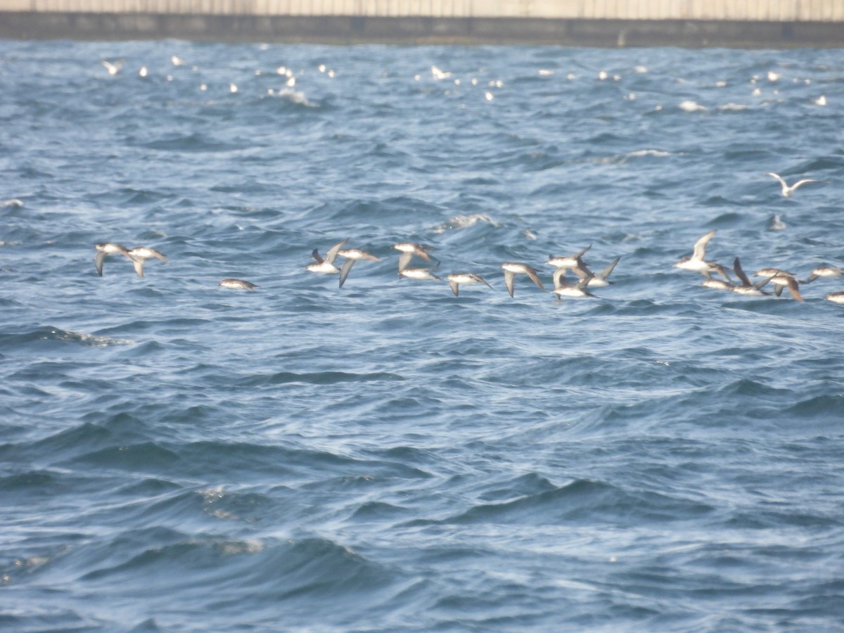 Yelkouan Shearwater - ML645696560