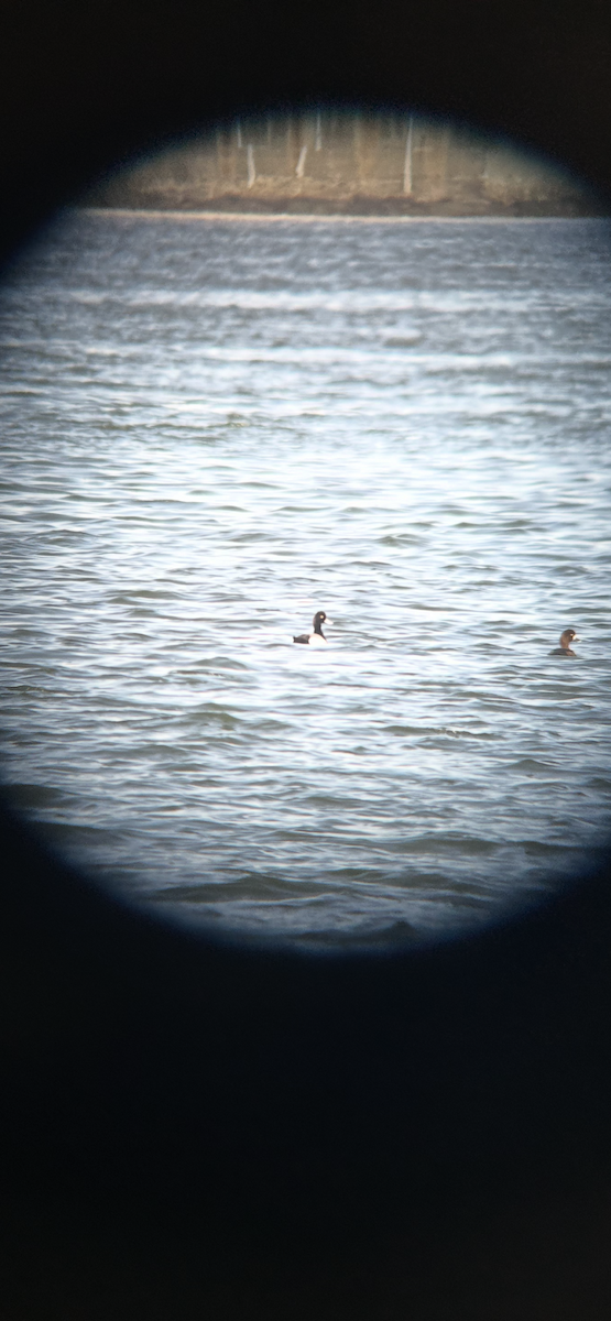 小斑背潛鴨 - ML645696569