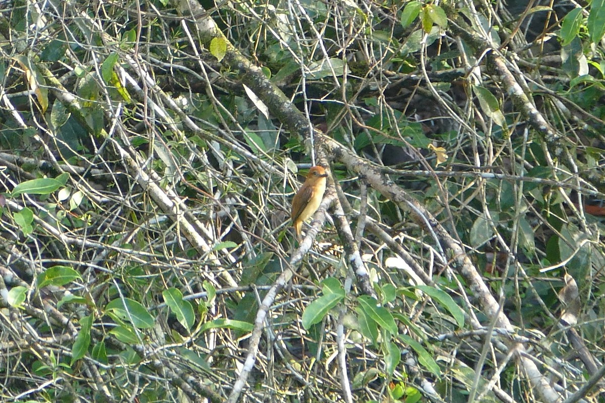 Cinnamon Attila - ML645696571