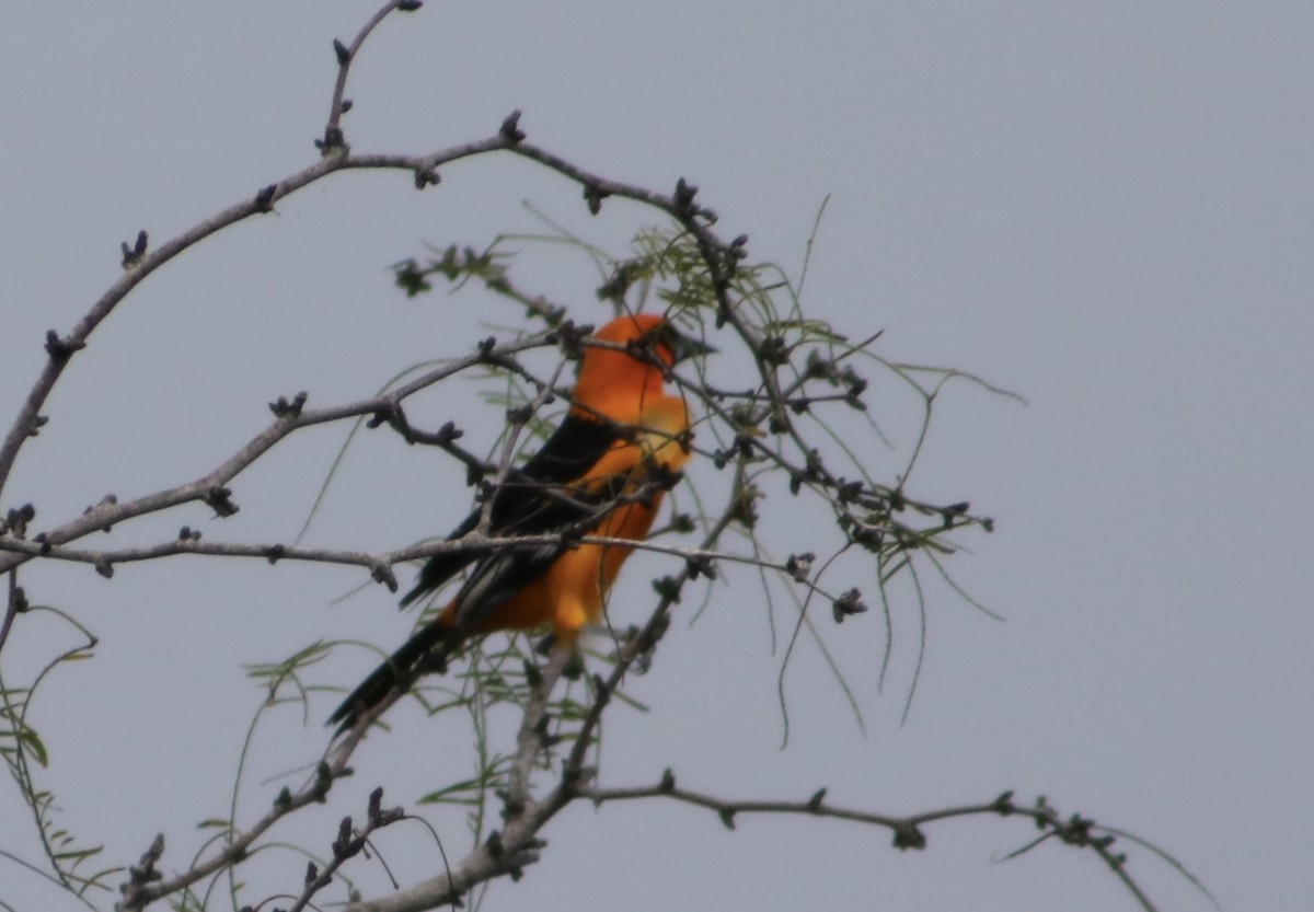Altamira Oriole - ML645696576