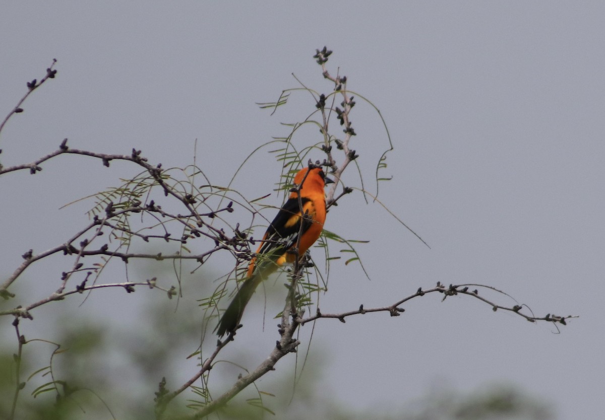 Altamira Oriole - ML645696577