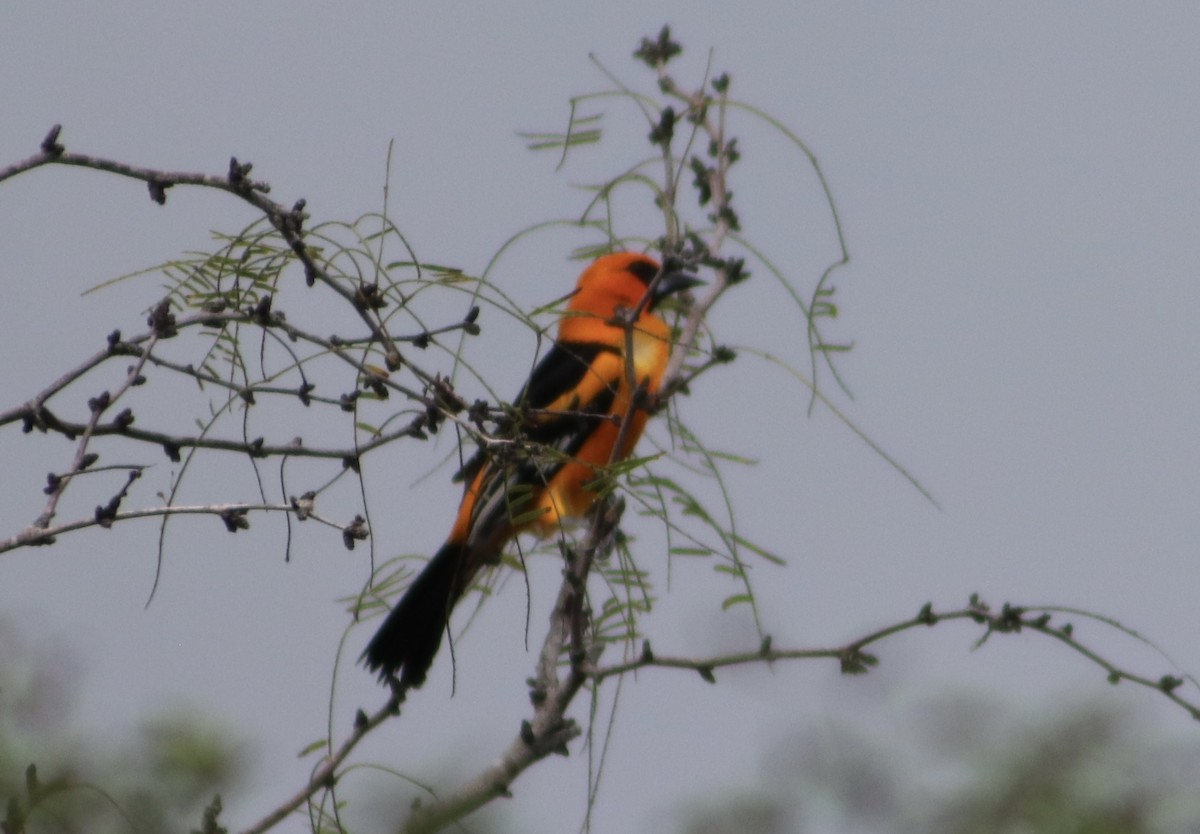 Altamira Oriole - ML645696578