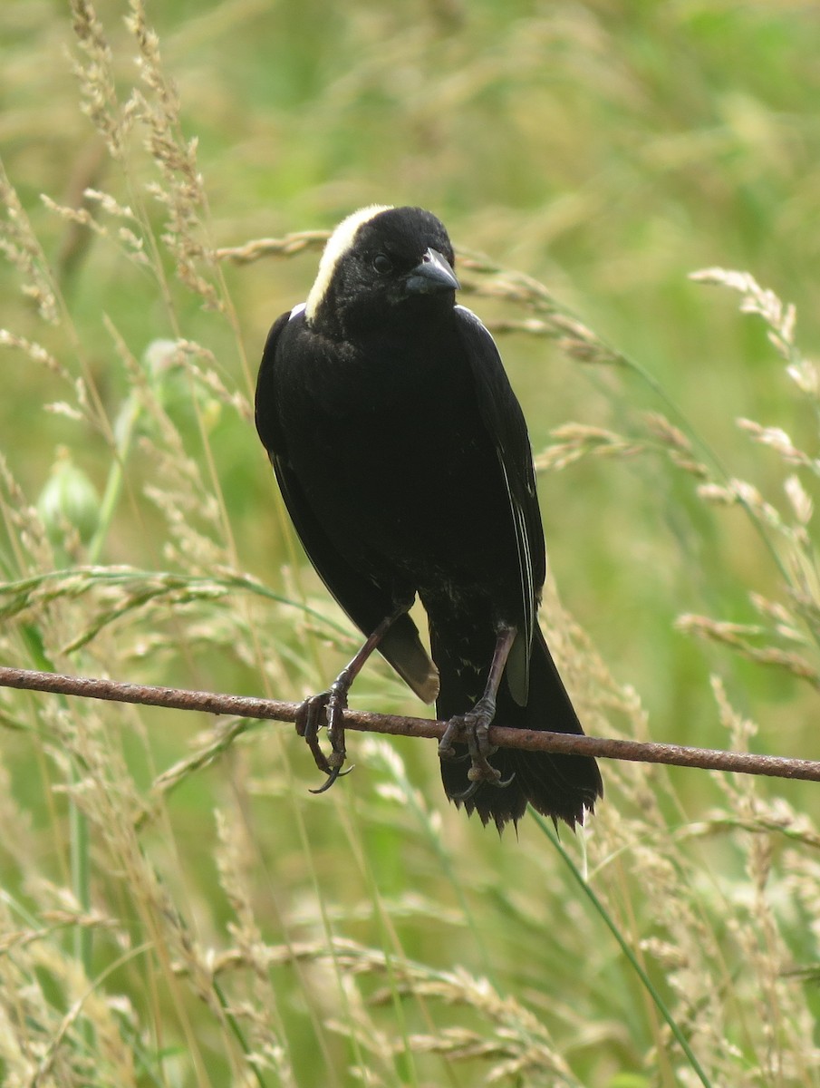 bobolink americký - ML645696588
