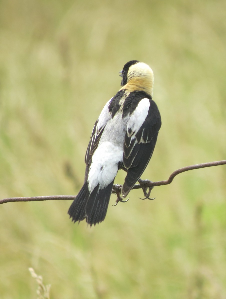 bobolink americký - ML645696589
