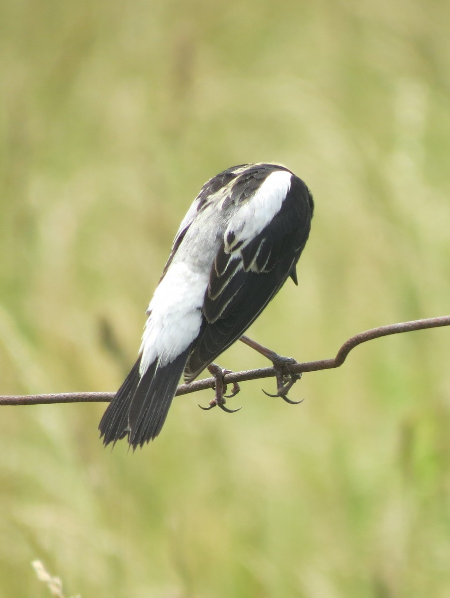 bobolink americký - ML645696590