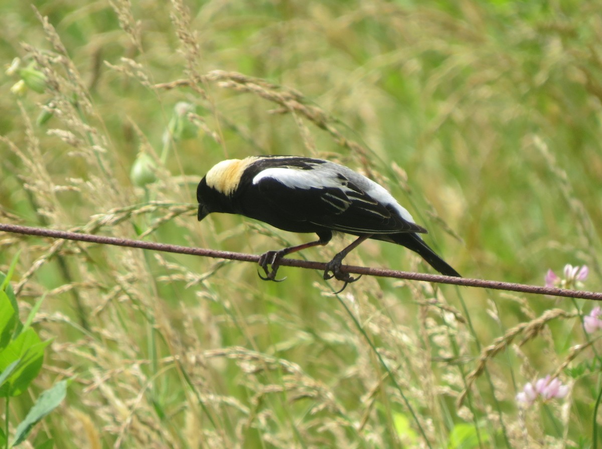 bobolink americký - ML645696591