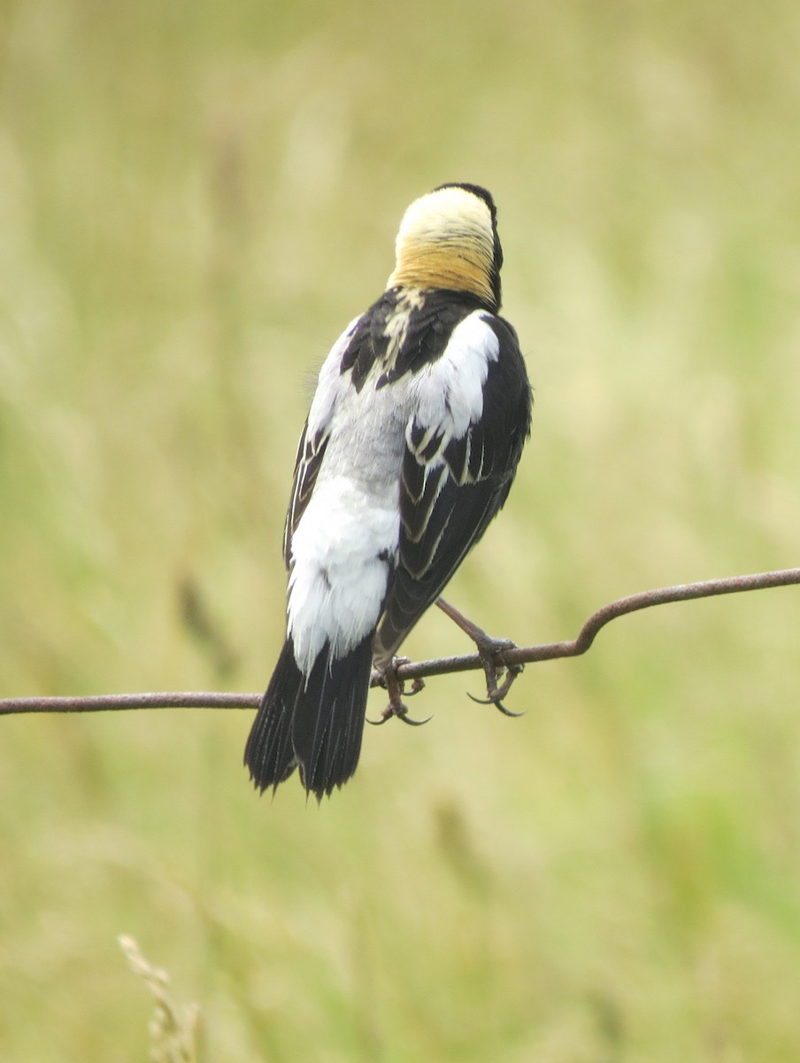 bobolink americký - ML645696592