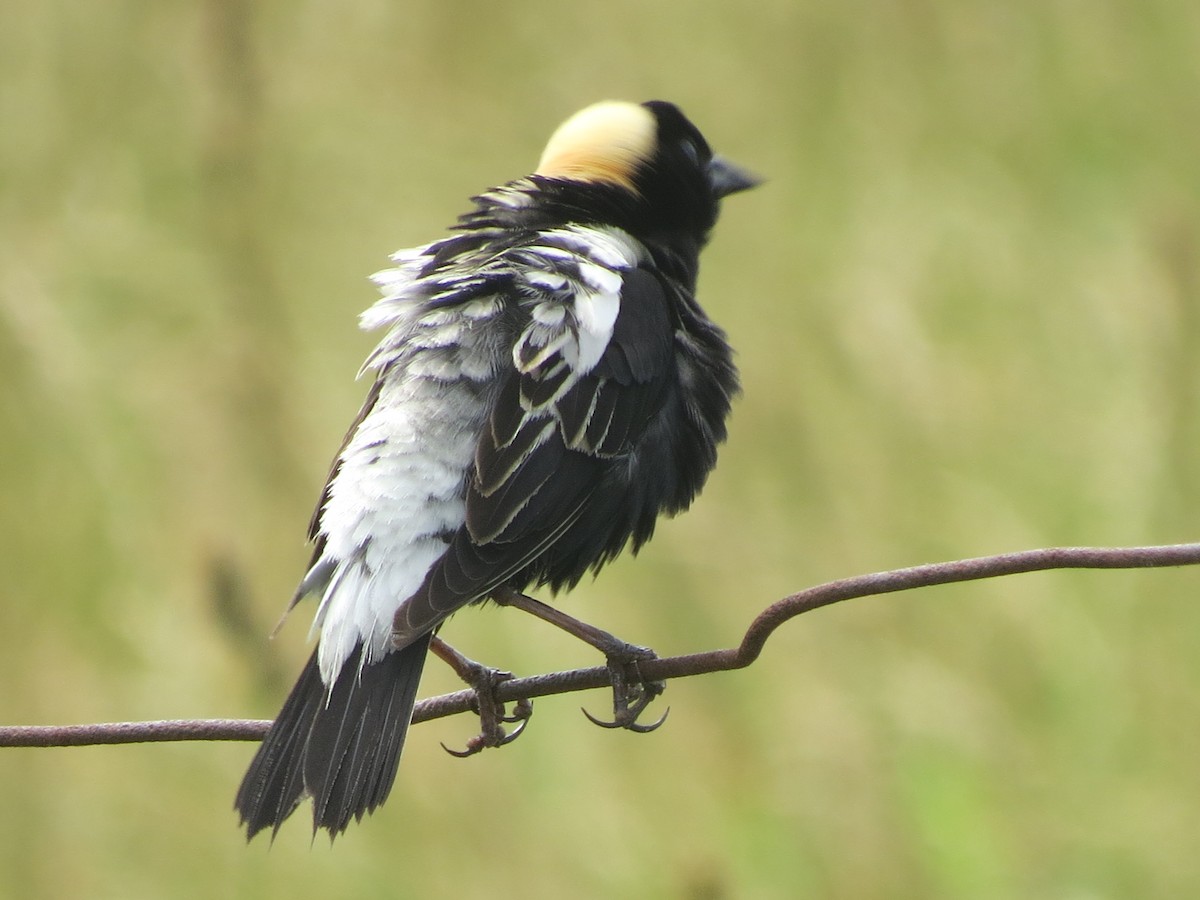 bobolink americký - ML645696593