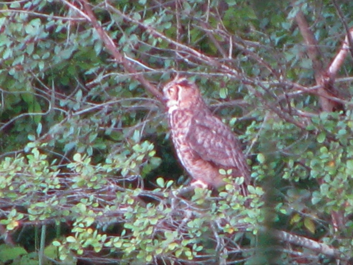 Great Horned Owl - ML64569661