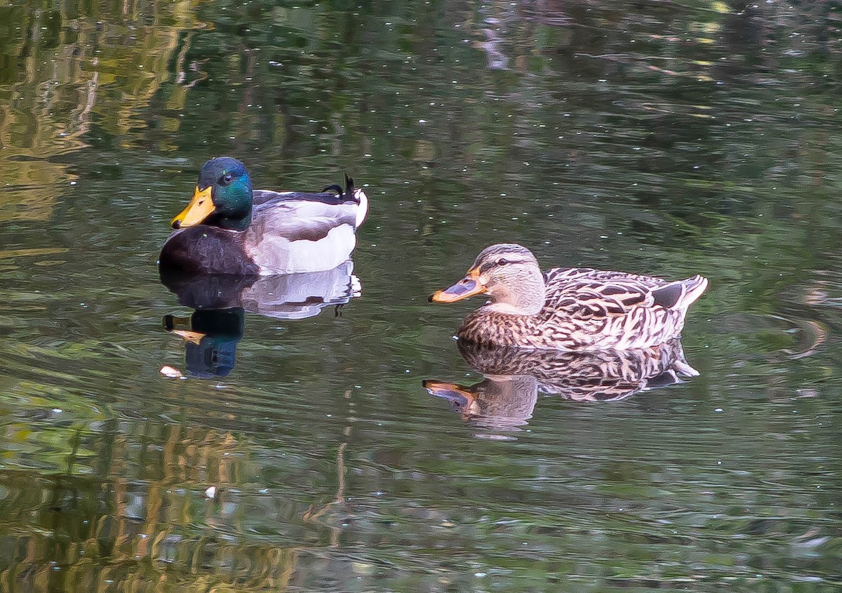 Mallard - ML645696619