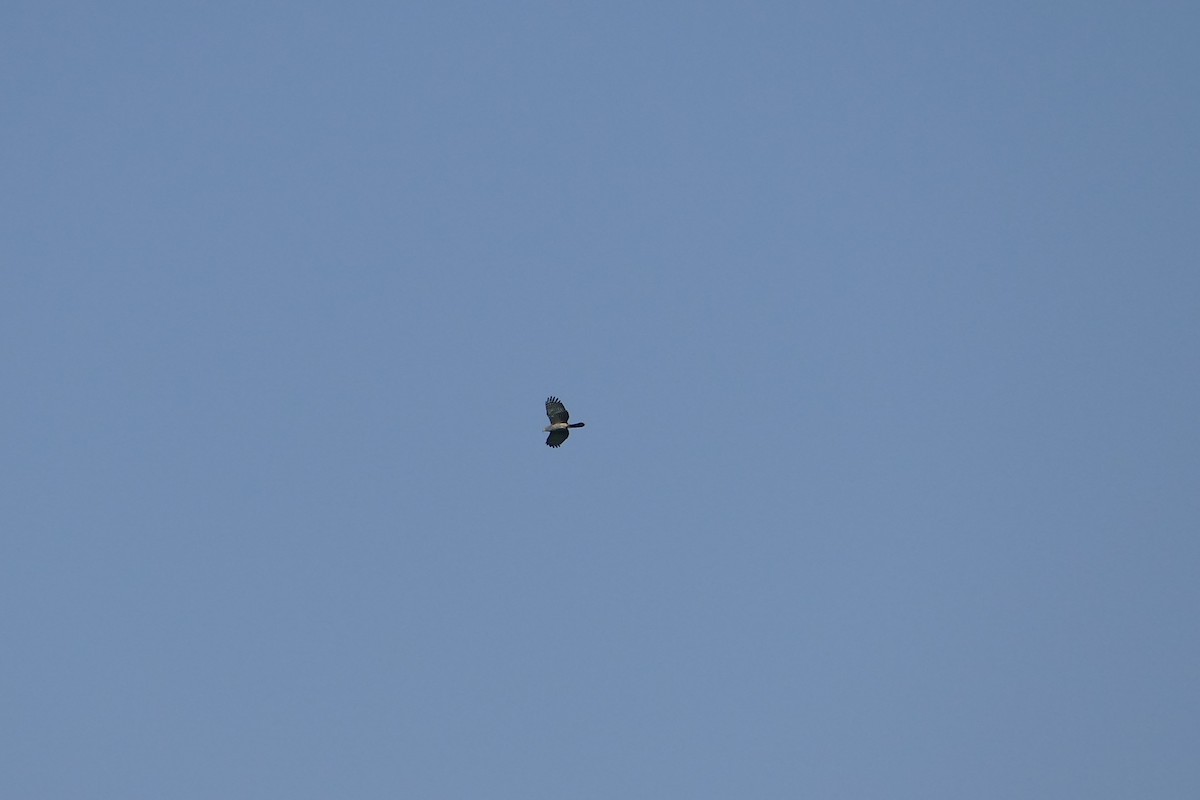 Hook-billed Kite - ML645696636