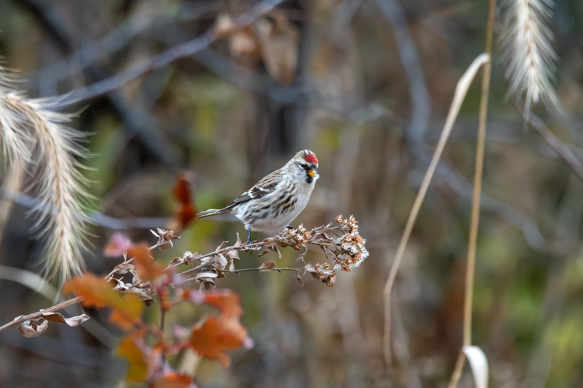 Sizerin flammé - ML645696640