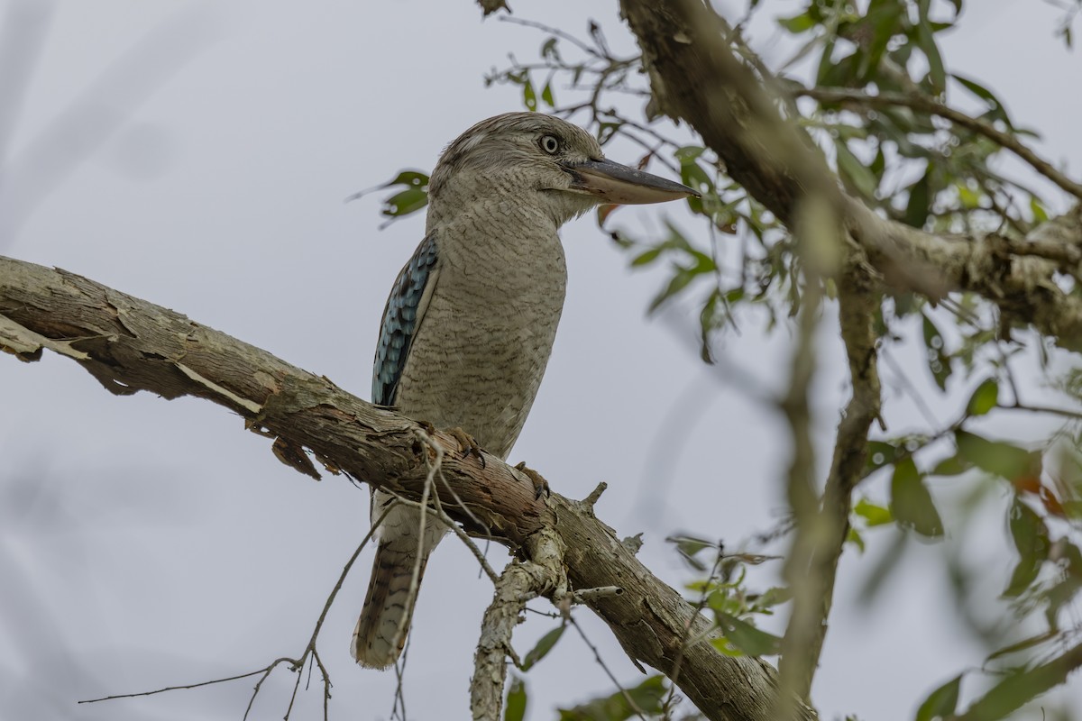 Cucaburra Aliazul - ML645696650