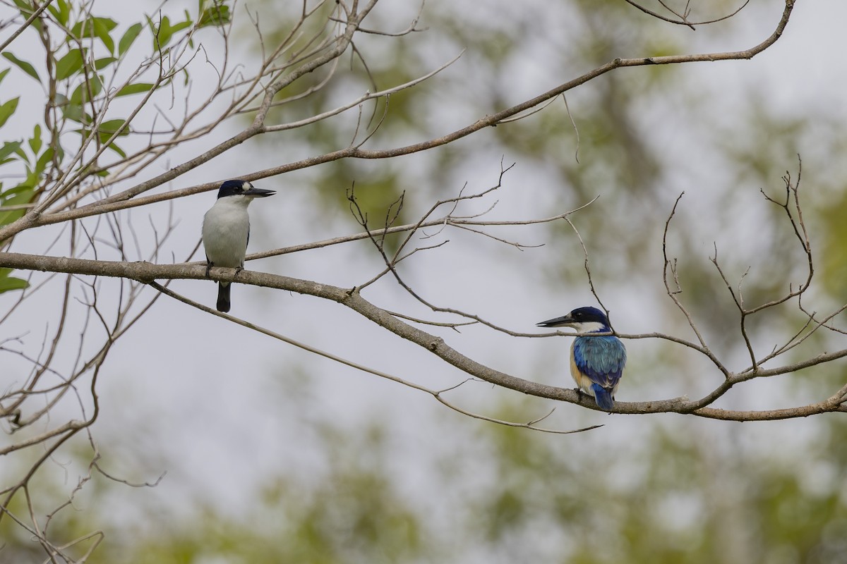 Forest Kingfisher - ML645696652