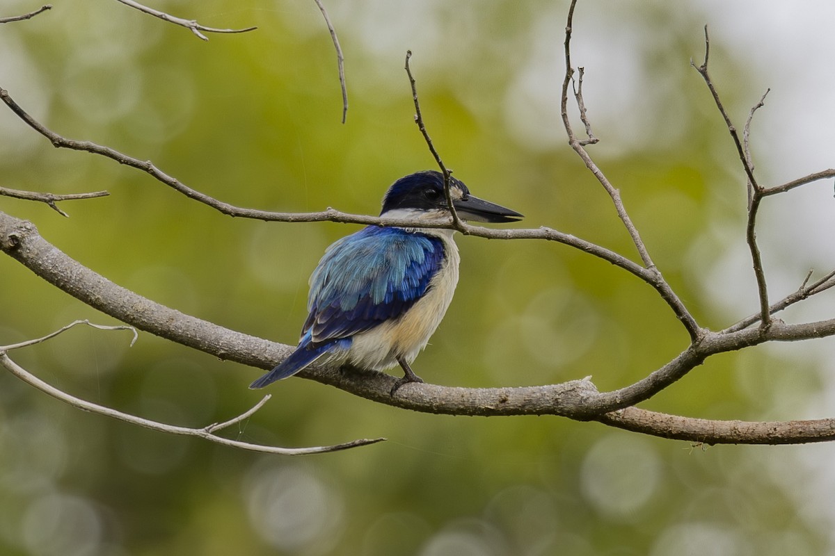 Forest Kingfisher - ML645696653