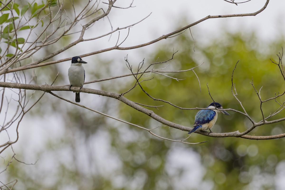 Forest Kingfisher - ML645696654