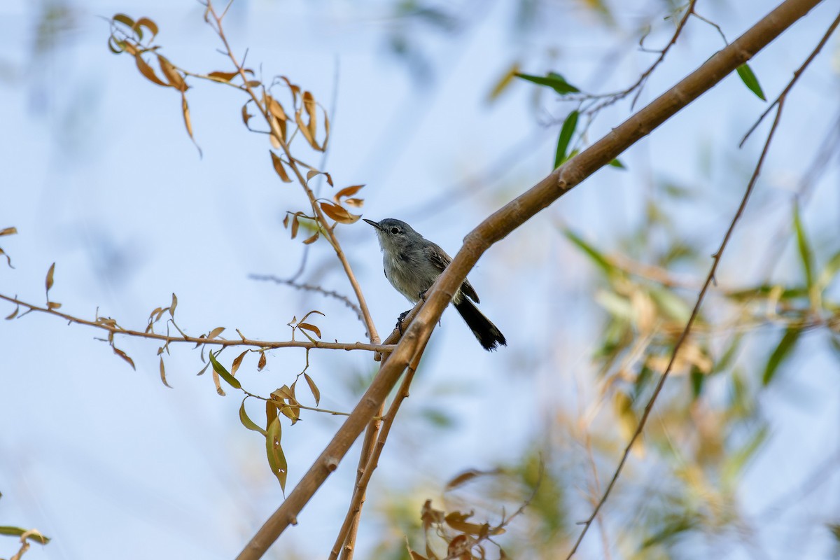 Black-tailed Gnatcatcher - ML645696655