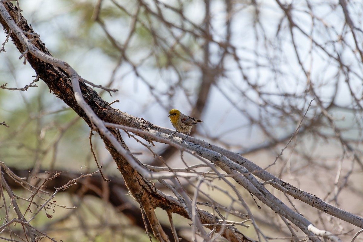 Verdin - ML645696657