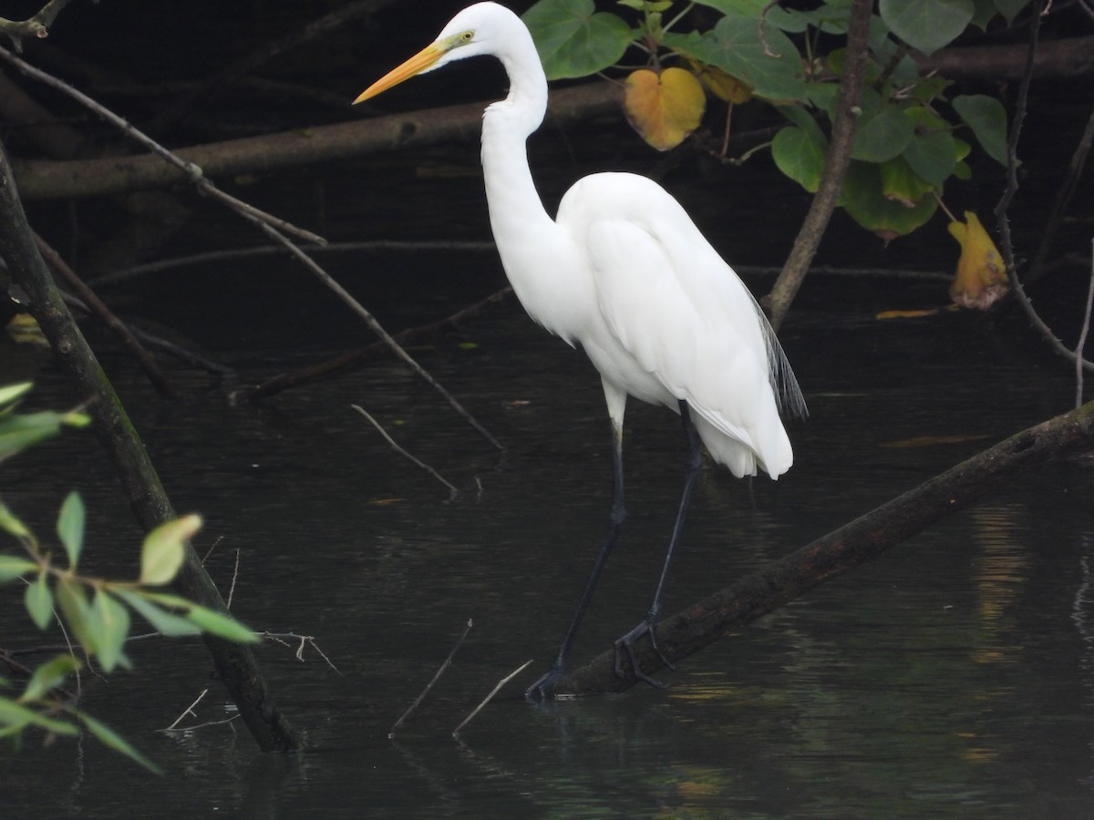 Garceta Grande - ML645696673