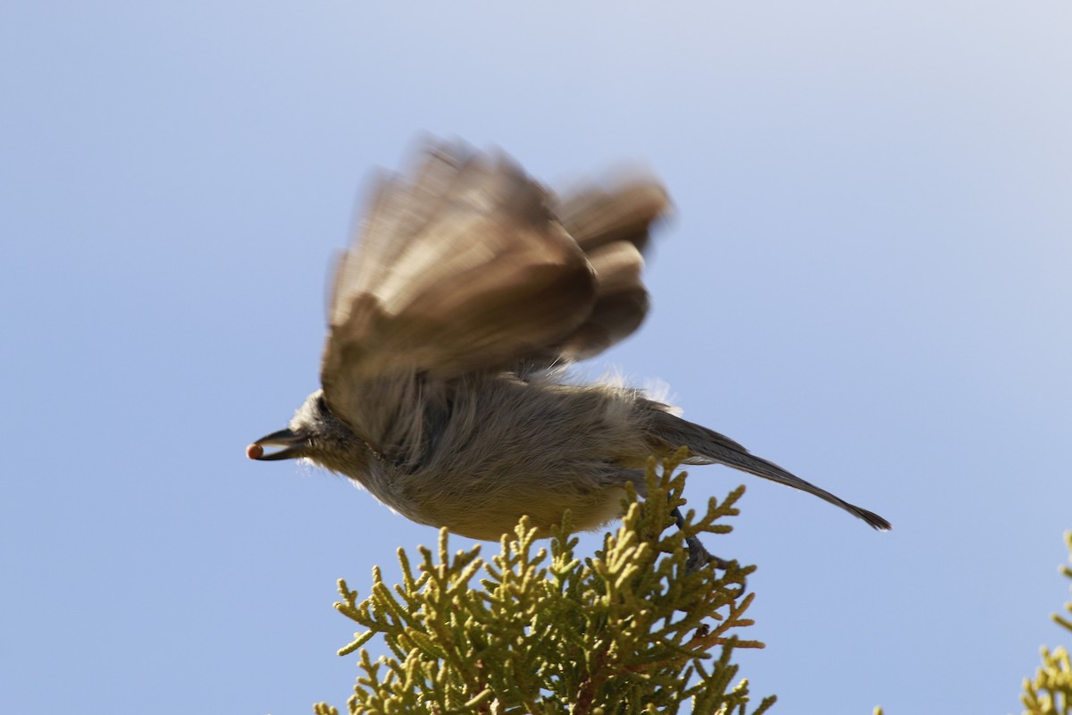Juniper Titmouse - ML645696683