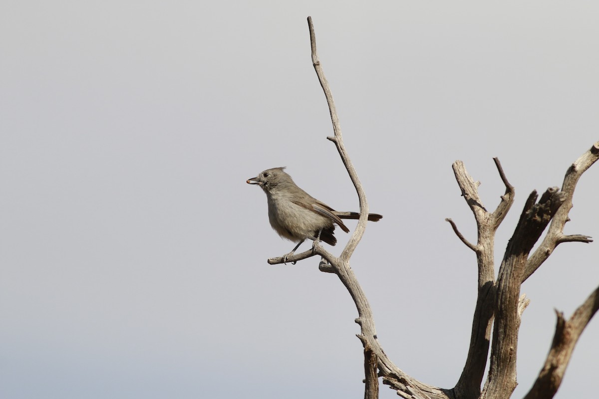 Juniper Titmouse - ML645696684