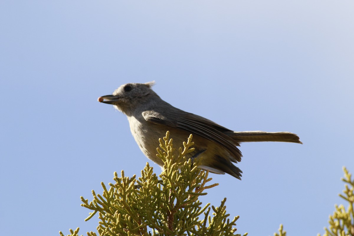 Juniper Titmouse - ML645696685