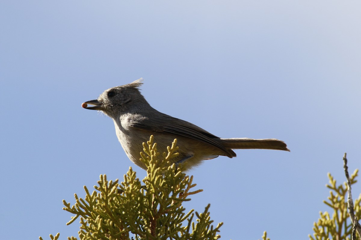 Juniper Titmouse - ML645696686