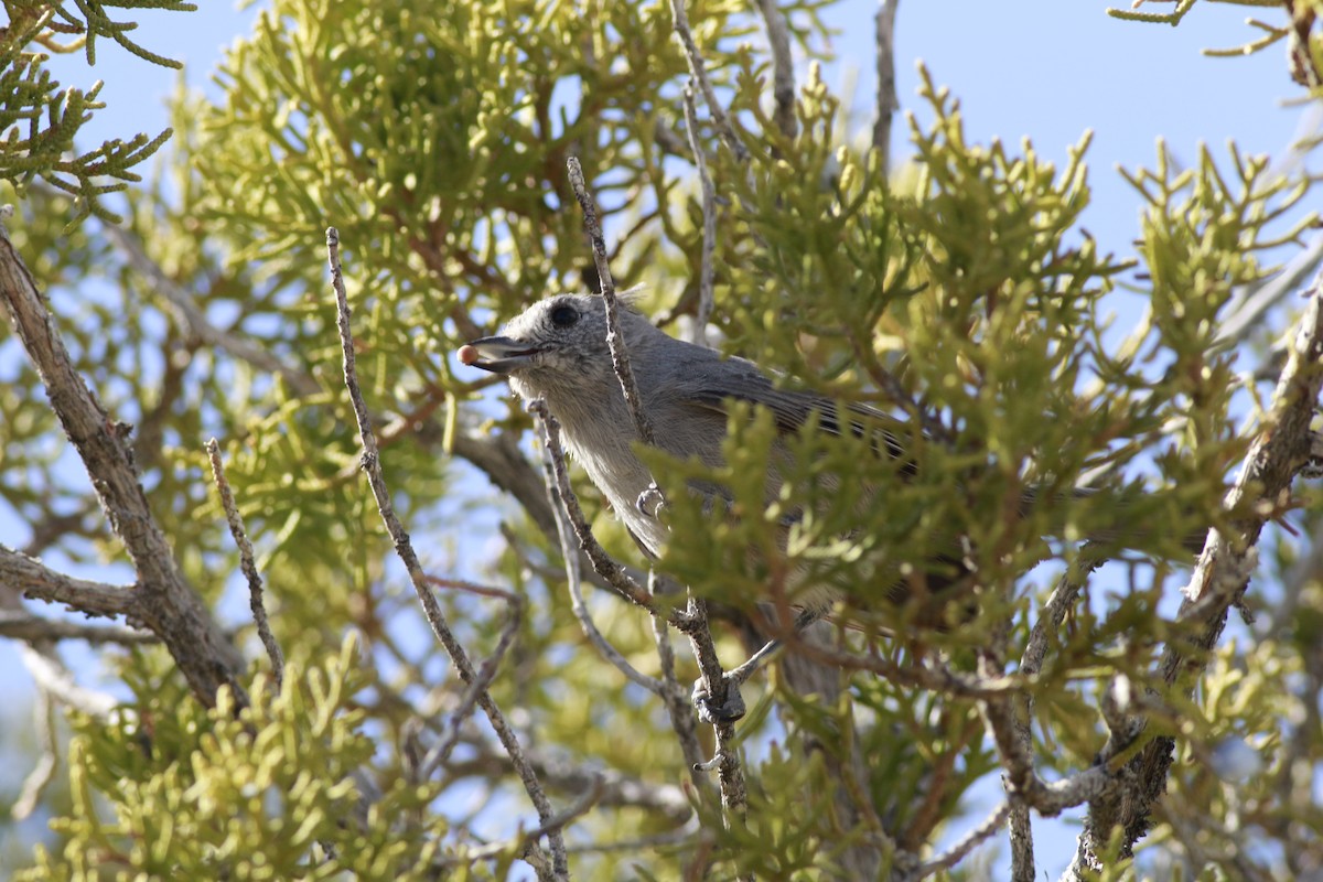 Juniper Titmouse - ML645696687