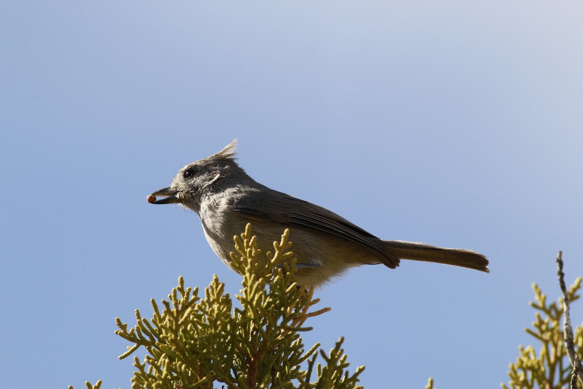 Juniper Titmouse - ML645696688
