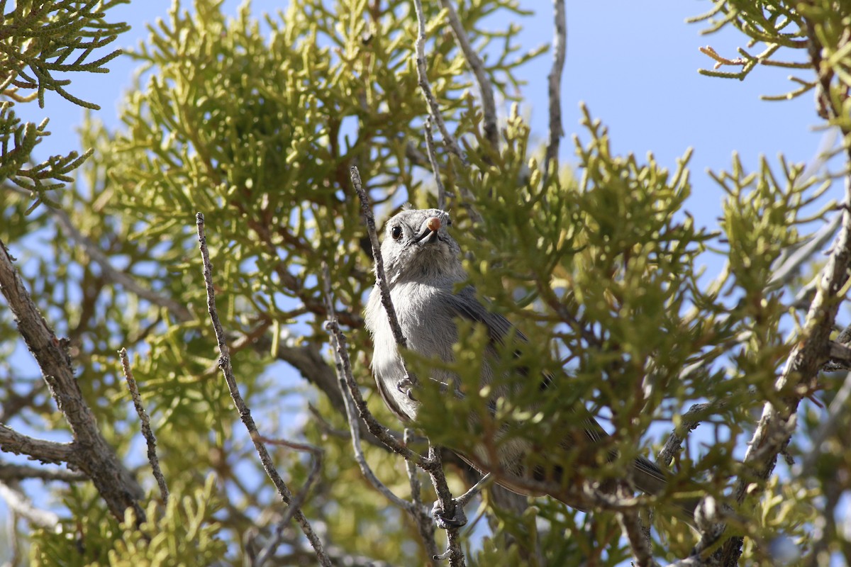 Juniper Titmouse - ML645696689