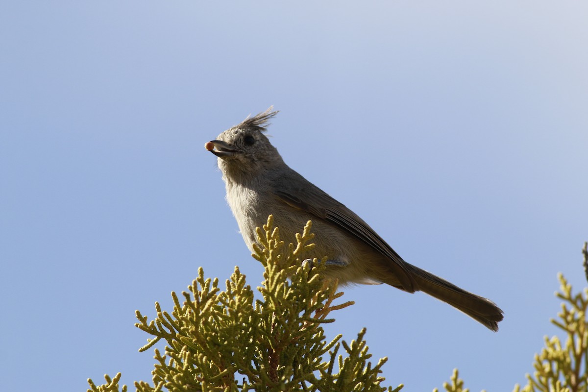 Juniper Titmouse - ML645696690