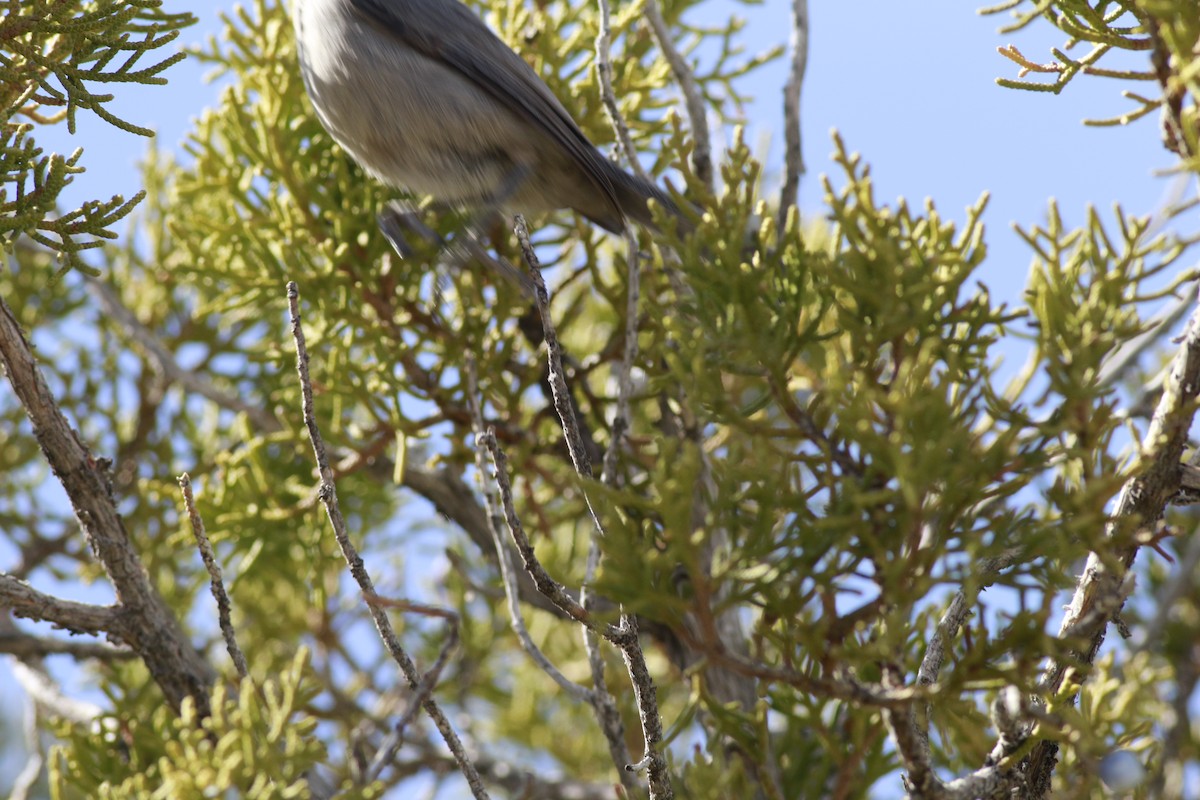 Juniper Titmouse - ML645696691