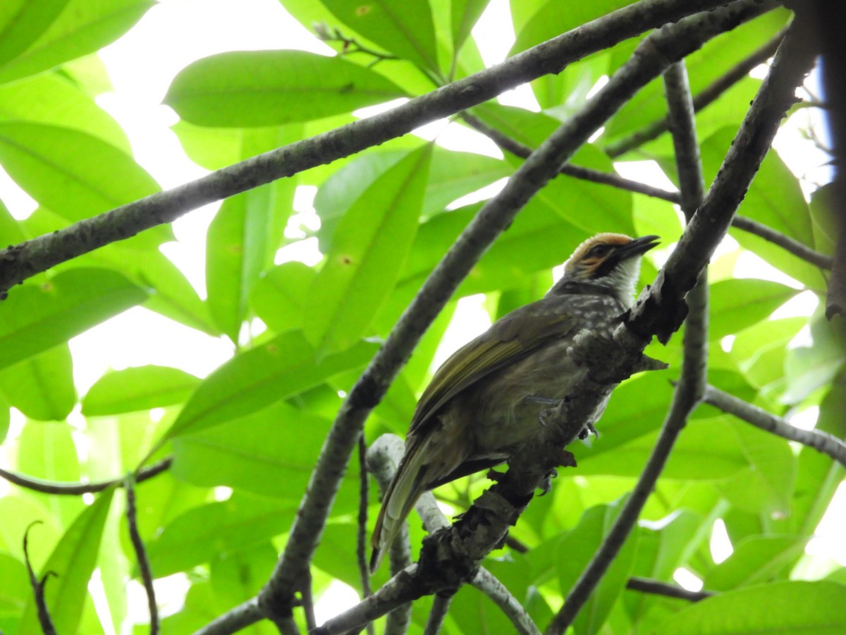 Straw-headed Bulbul - ML645696693