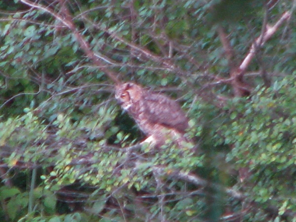 Great Horned Owl - ML64569671