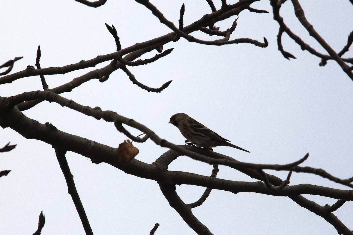Redpoll - ML645696733