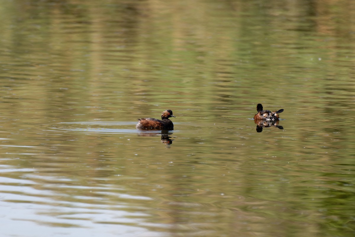Eared Grebe - ML645696751
