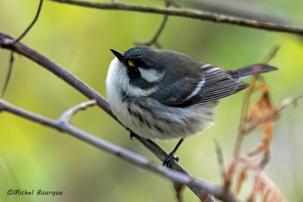 Black-throated Gray Warbler - ML645696752