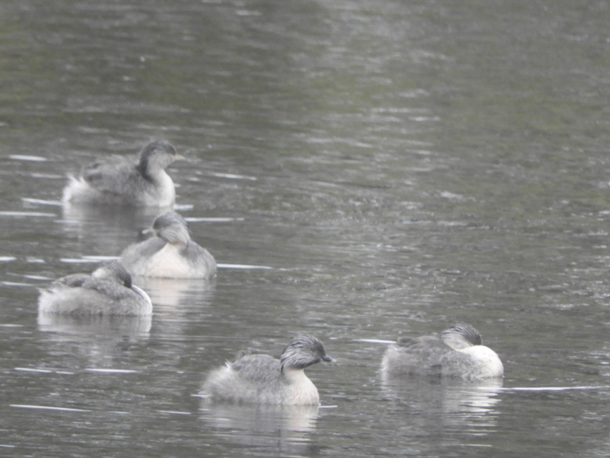 Hoary-headed Grebe - ML645696760