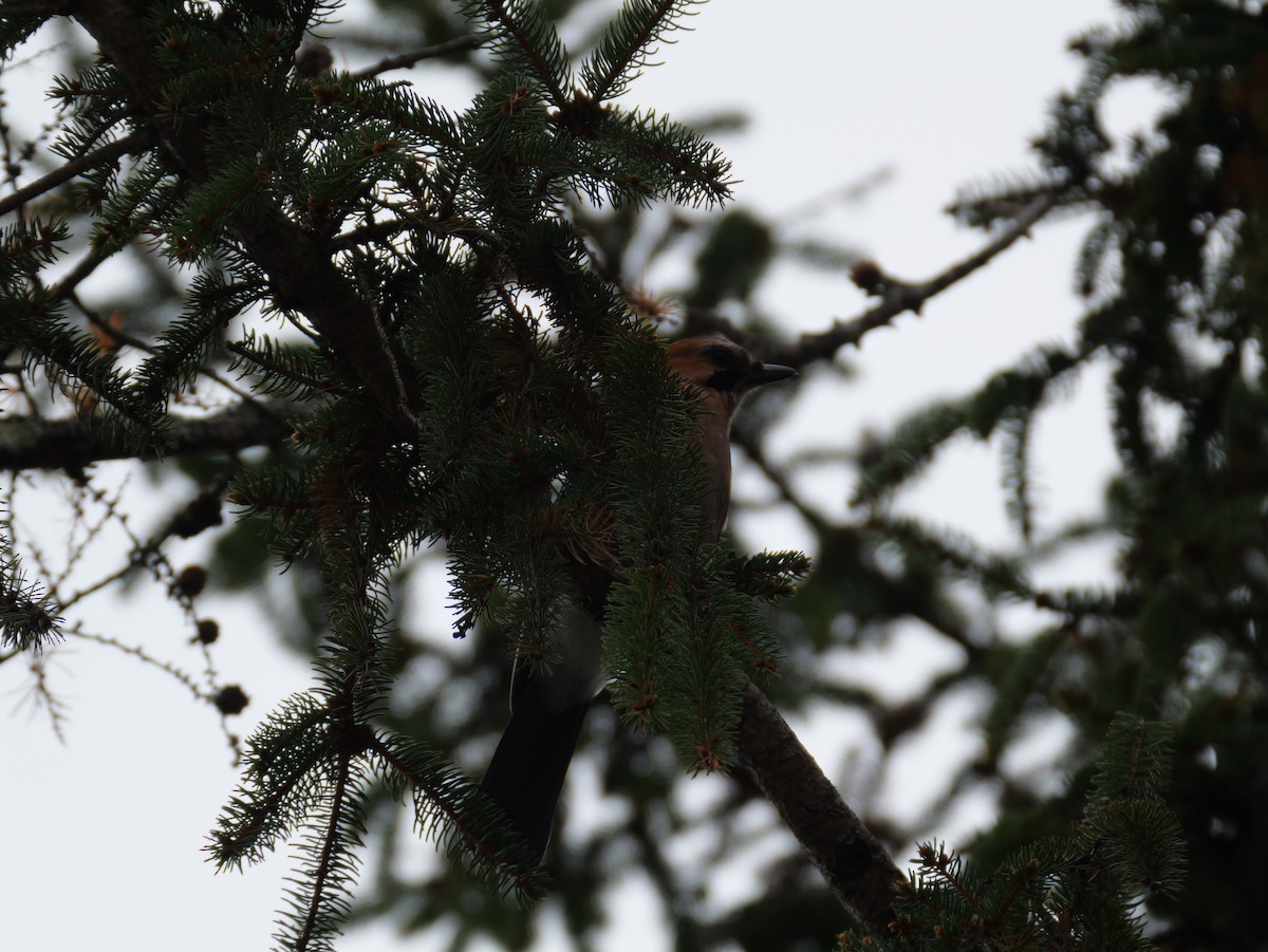 松鴉(brandtii群) - ML645696761