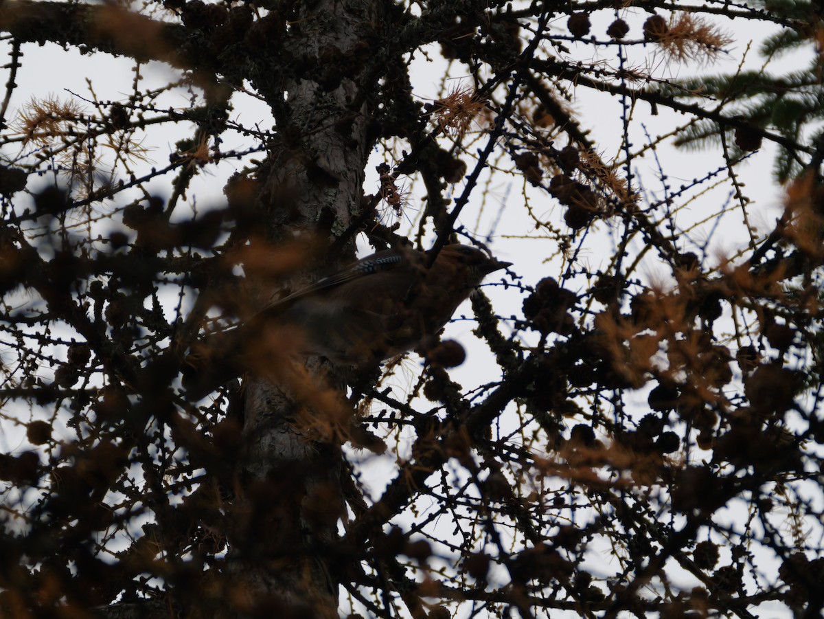 松鴉(brandtii群) - ML645696762